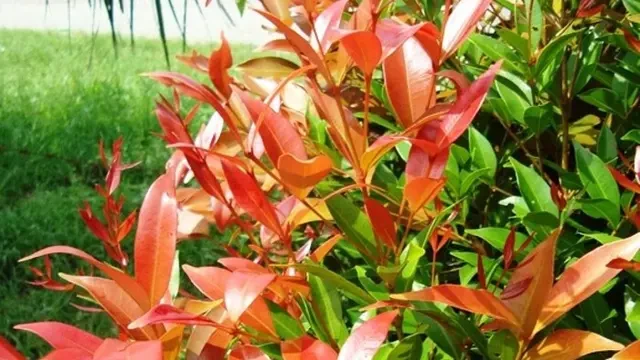 7 Tanaman Daun Merah yang Cocok untuk Teras Rumah, Bawa Energi Positif dan Keberuntungan