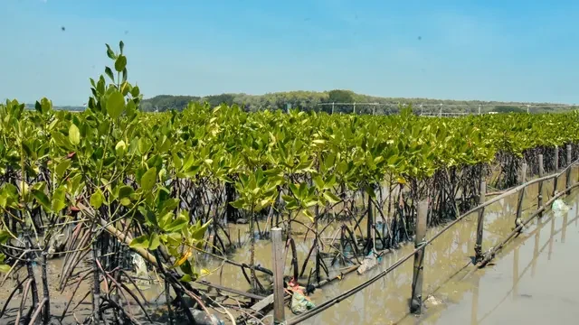 Dukung Dekarbonisasi, Ribuan Mangrove dan Pohon Ditanam