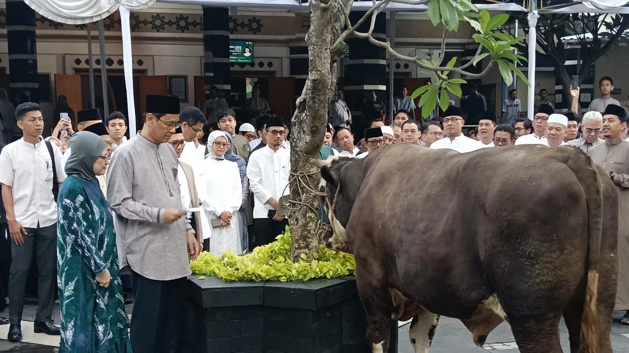 Purbaya Yudhi Sadewa Kurban 2 Sapi Swiss Berbobot 890 Kg
