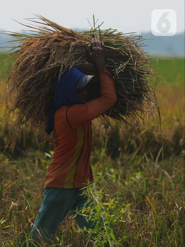 Bapanas Patok Harga Gabah Rp 6.500, Petani Bisa Untung