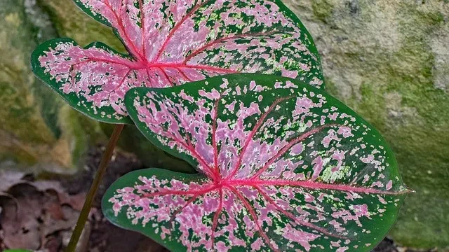 Keladi Tumbuk, Makanan Pokok Pengganti Nasi yang Mengakar di Papua