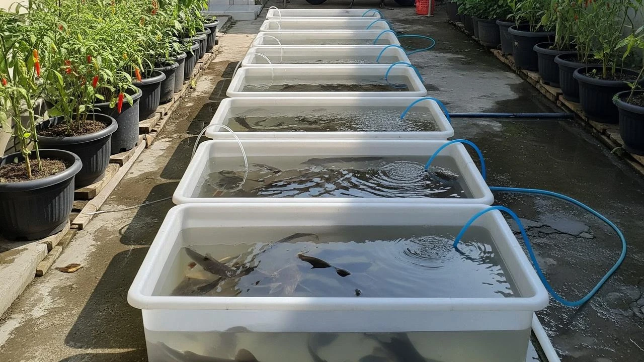 6 Ide Ternak Mini Pakai Box Kontainer Plastik, Solusi Praktis Lahan Terbatas