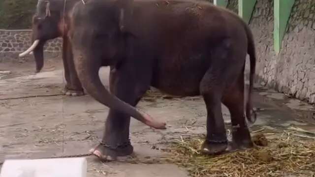 Kondisi Miris Satwa di Waduk Gajah Mungkur Wonogiri yang Dirantai dengan Kandang Tak Layak