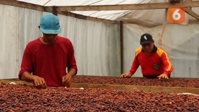 Gawat, Bahan Baku Industri Kakao dan Susu Mayoritas Impor