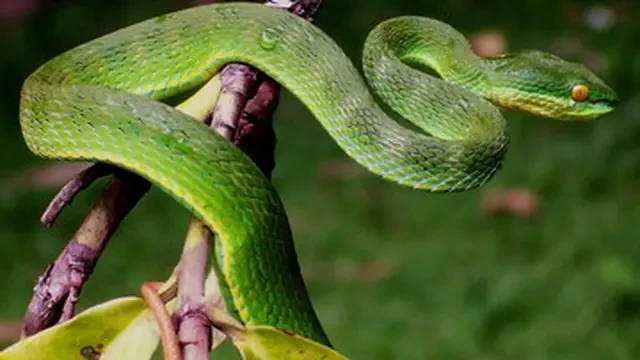 Jangan Panik, Begini Cara Membedakan Ular Berbisa dan Tidak Berbisa, dari Bentuk Kepala hi...