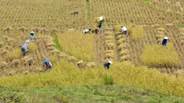 BUMN Jasindo Proteksi Lumbung Padi Jawa Barat