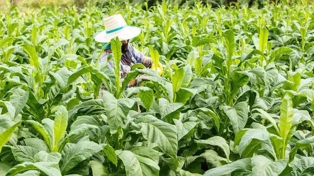 Penyerapan Tembakau Petani Berpotensi Makin Menyusut, Ini Penyebabnya