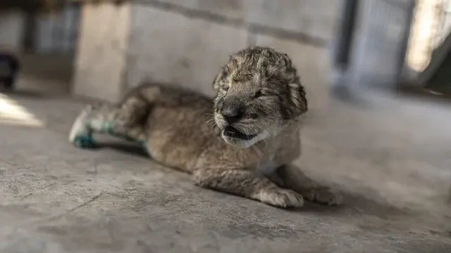 Kontroversi Santap Siang Bersama Anak Singa di Restoran Tiongkok, Langgar Kesejahteraan He...