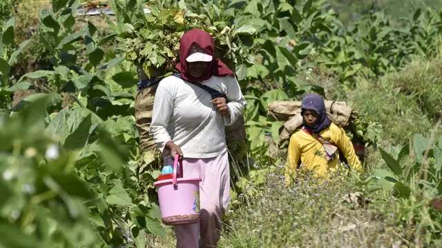 Petani Tembakau Cemas Penjualan Hasil Panen Anjlok, Ini Gara-garanya