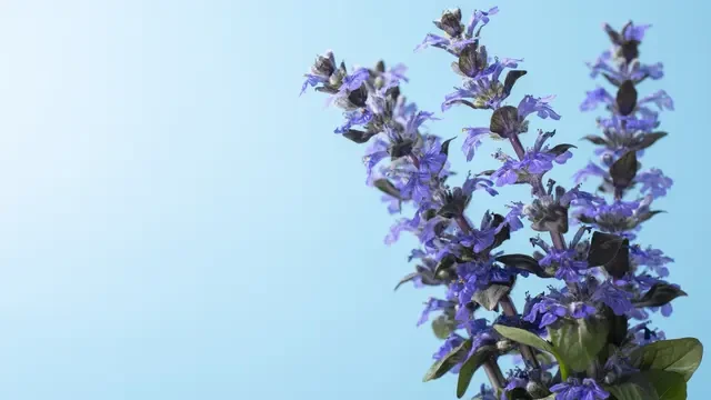Tips Menanam Lavender di Teras Outdoor, Anti Layu dan Bikin Halaman Wangi Segar