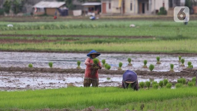 Wamentan Jamin Ketersediaan Pupuk Subsidi pada Masa Tanam Kedua 2021