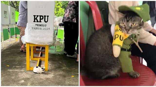 6 Potret Aksi Lucu Kucing di TPS Ini Bikin Gemas, Bak Jadi Petugas KPPS