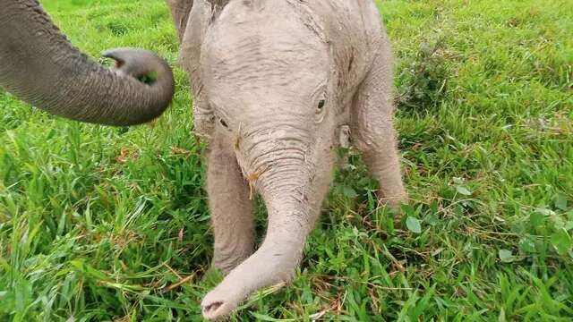 Taman Nasional Way Kambas Punya Bayi Gajah Sumatera Baru, Namanya Masih Dicari