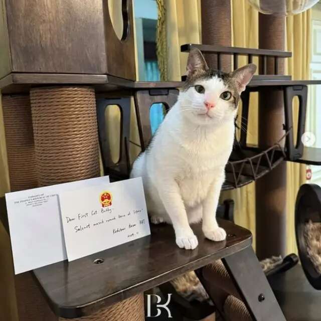 Usai Raih Penghargaan, Bobby Kertanegara Kucing Prabowo Dapat Hadiah Mewah dari Kedubes Ch...