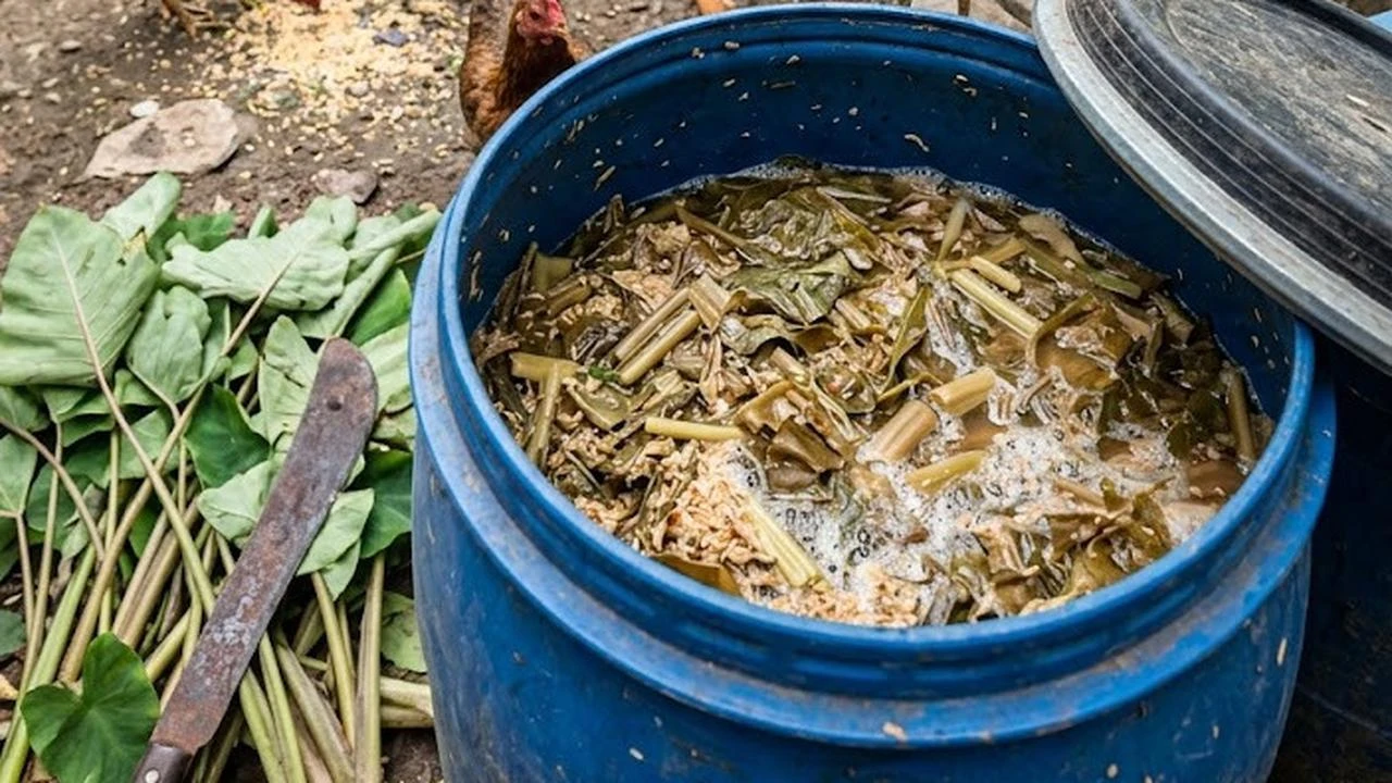 Cara Fermentasi Talas Liar di Halaman untuk Pakan Ternak Ayam Kampung, Hemat dan Bergizi T...