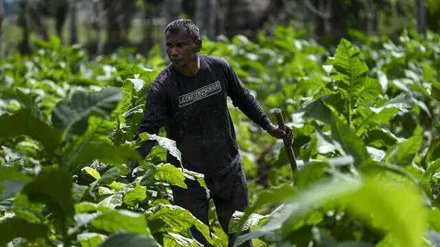 Petani Tembakau dan Cengkeh Minta Kementan Lindungi Komoditi Strategis