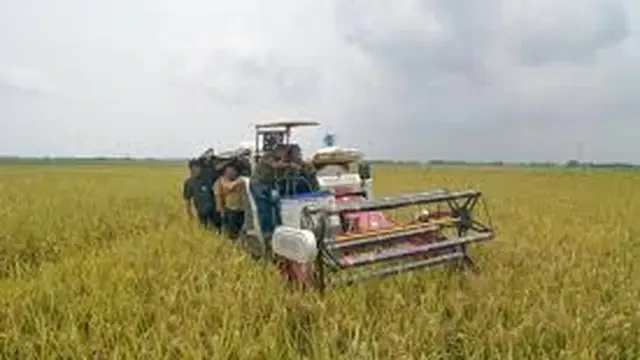 Meroket, Bulog Banyuwangi Berhasil Serap Gabah Petani 36 Ribu Ton