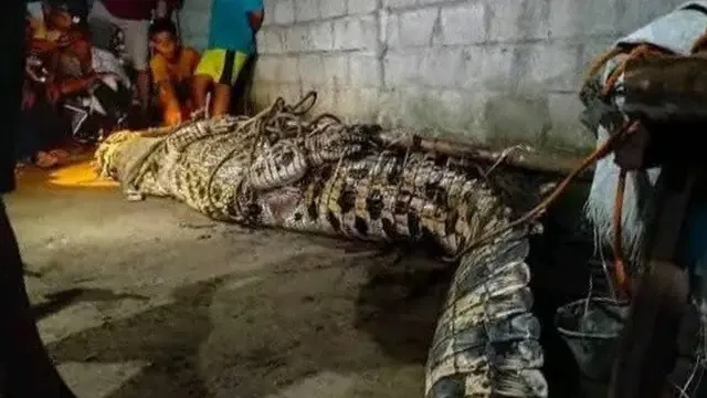 Detik-Detik Menegangkan Penangkapan Buaya Pemangsa Lansia di Tanggamus Lampung