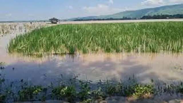 Kondisi 680 Hektare Lahan Persawahan di Situbondo yang Terendam Banjir