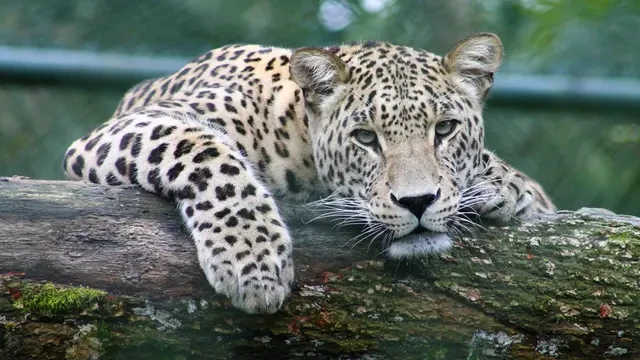 Geger Macan Tutul Masuk Hotel di Bandung, Satu Area Disterilkan
