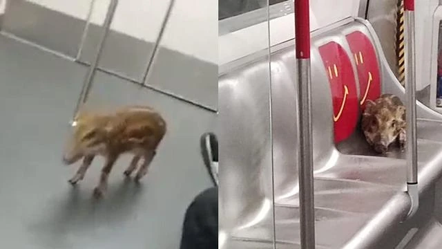 Viral Momen Anak Babi Tersesat di Kereta Api, Malah Duduk di Kursi Prioritas