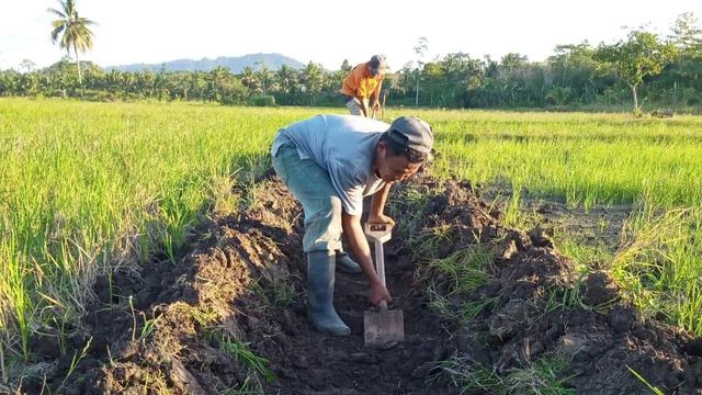 Jalankan Program RJIT, Kementan Stabilkan Masa Tanam Petani Buton Utara