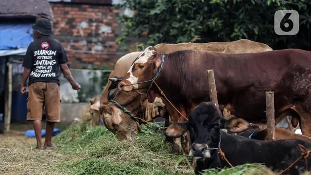 Jelang Idul Adha 2025, Simak Cara Tepat Memilih Hewan Kurban