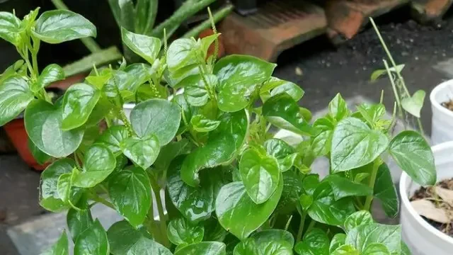 Cara Merebus Daun Sirih Cina Agar Zat Aktifnya Tidak Rusak, Ini Segudang Manfaat yang Jara...