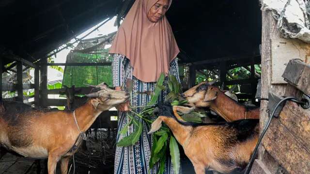 Kambing, Kehidupan, dan Perjuangan Perempuan Janda di Sekitar Gunung Palung