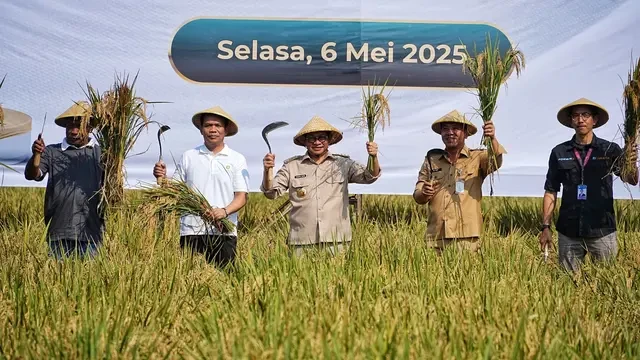 Jakarta-Karawang Perkuat Kerja Sama Pangan: Pramono Anung Panen Padi Bareng Bupati Aep