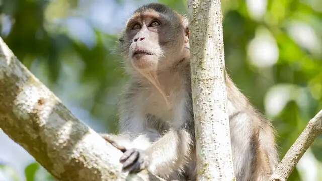 Habitat Kawanan Monyet yang Turun ke Permukinan di Bandung Diduga Terdampak Tempat Wisata ...