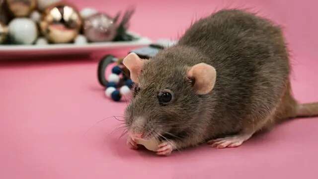 Trik Mudah Usir Tikus yang Bersarang di Rumah, Cukup Gunakan Bahan Dapur