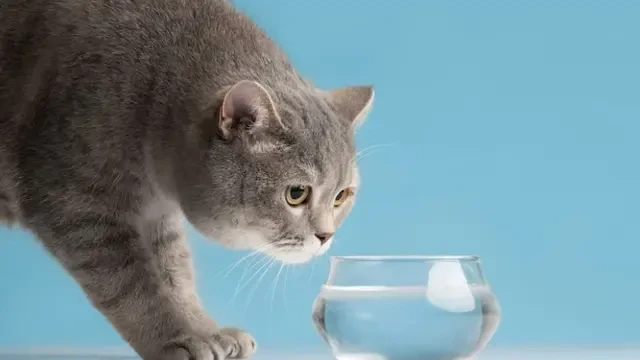 Sederet Alasan Kucing Takut Air, Termasuk Bikin Anabul Kehilangan Kendali