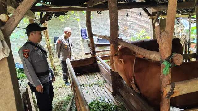 Aksi Pak Bhabin Blusukan ke Kandang Sapi demi Menangkal PMK di Pemalang