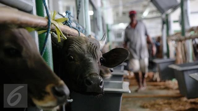 Demi Swasembada Daging, Kemenhub Hadirkan Kapal Ternak di Pelabuhan Calabai