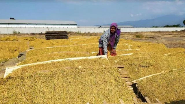 Aturan soal Produk Tembakau Diusulkan Direvisi, Perlu Nggak Sih?
