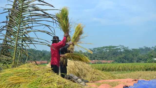 Sistem Contract Farming dan Manfaat yang Bisa Dirasakan Petani, Pahami Juga Risikonya