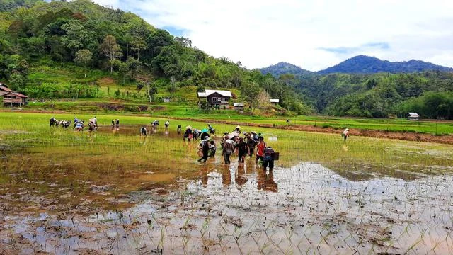Mengenal Adan, Beras Organik dari Dataran Tinggi Kalimantan