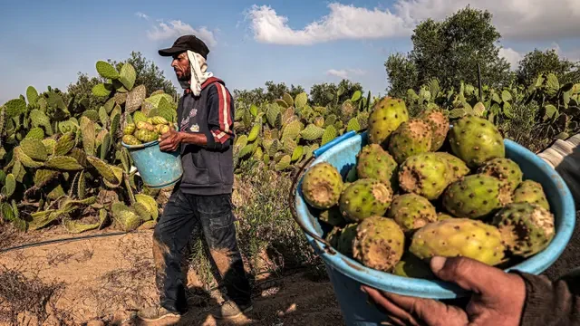 7 ⁠Khasiat Kaktus untuk Kesehatan yang Jarang Diketahui, Sumber Nutrisi dan Antioksidan ...