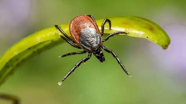 Wetland Virus alias WELV Ditemukan di China Lewat Gigitan Kutu, Apa Berpotensi Jadi Epidem...