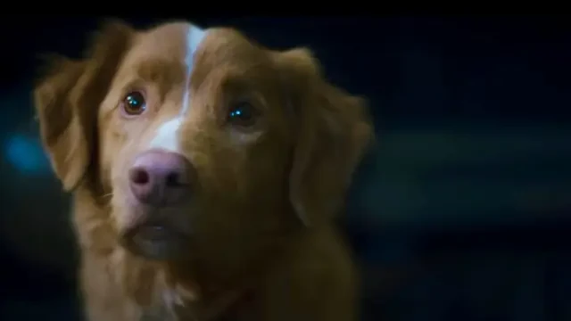 Sinopsis Good Boy, Film Horor dari POV Anjing Peliharaan yang Bikin Penasaran