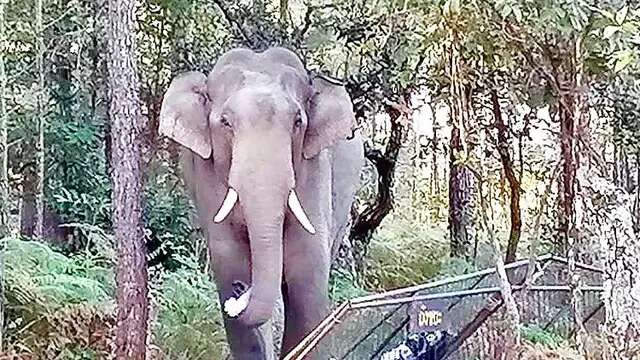 Phu Kradueng National Park Tutup Sementara, Gara-gara Serangan Gajah Liar Tewaskan Wisataw...