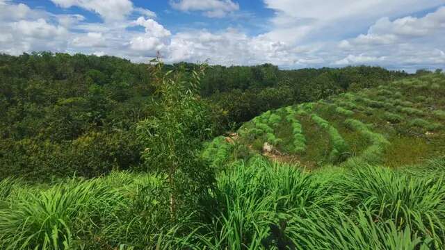 Petani Serai Wangi di Bantul Berkembang Pesat, BPOM Beri Izin Pembuatan Sabun Herbal