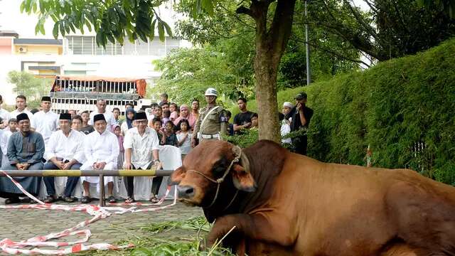 Penyembelihan Sapi Kurban dengan Berat Lebih dari 1 Ton di Medan, Begini Bentuknya