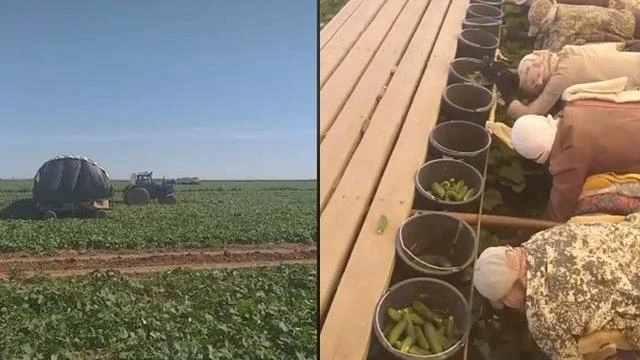 Viral Cara Canggih Panen Timun Sambil Rebahan Ini Santai Banget
