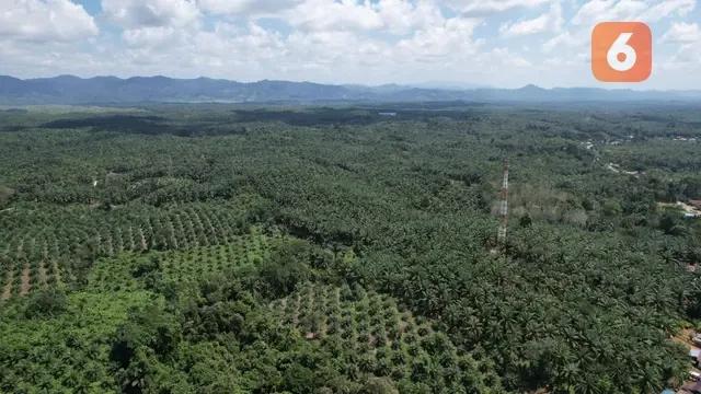 Dibongkar Nusron Wahid, 84 Ribu Hektare Kebun Sawit Masuk Kawasan Hutan