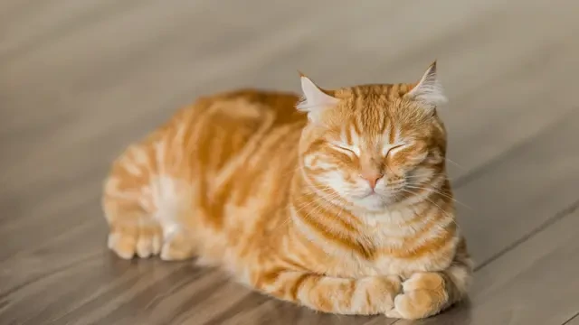Jangan Terlalu Lama, Ini Batas Anabul Bisa Ditinggal Sendirian di Rumah