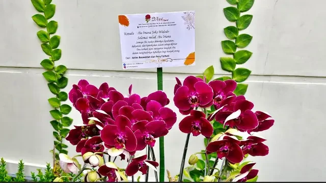 Anies Baswedan Kirim Anggrek Bulan Hadiah Ulang Tahun Buat Iriana Jokowi