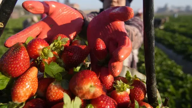 Sayur dan Buah Juga Mengandung Sumber Protein, Ini Jenis-Jenisnya