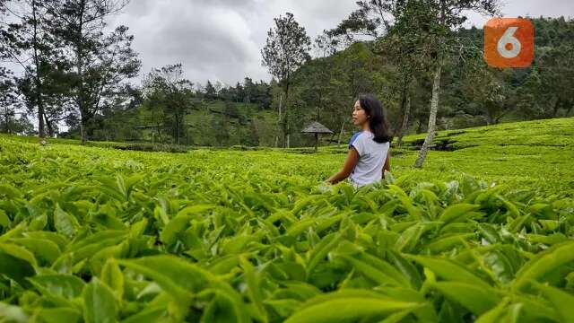 Indahnya Hamparan Kebun Teh Sikatok di Wonosobo